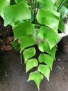 Closeup view of Adiantum trapeziforme, theÃÂ giant maidenhairÃÂ orÃÂ diamond maidenhair